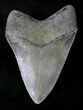 Nicely Serrated Megalodon Tooth - North Carolina #19976-2